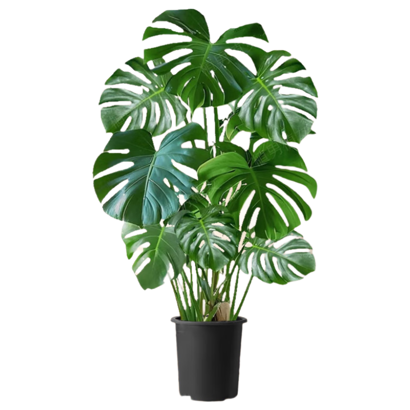 ֲ��ֲŮ�����걳���������ֲ���Ծ�������Ԣ����ļ�����칫��Դͷֱ�� 29.8Ԫ