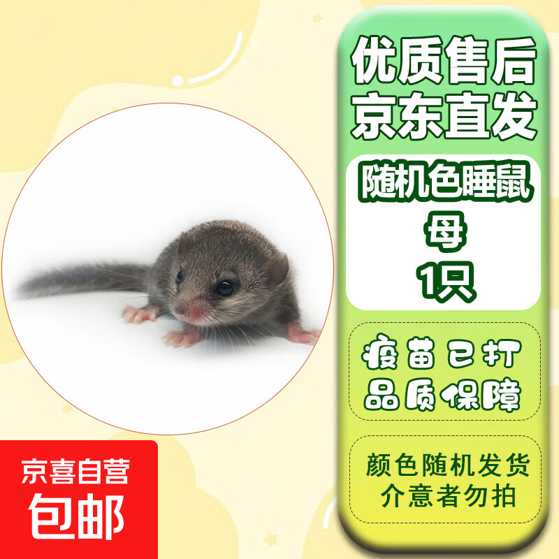 西班牙睡鼠拇指鼠自家繁殖幼崽活物学生宿舍口袋粘人小萌宠物包活