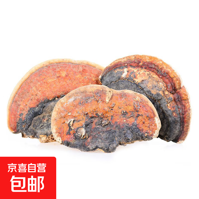 红缘层孔菌 红边灵芝红缘拟层孔菌东北长白山灵芝 红缘层孔菌2000g