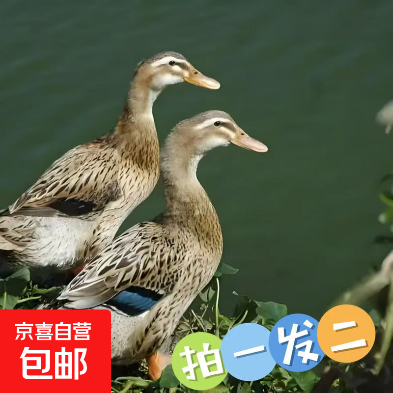 农家散养土鸭老鸭麻鸭新鲜鸭生鸭肉鸭子鲜鸭水养鸭整鸭 土鸭 买一只送一只 共4.8斤(无爪翅）