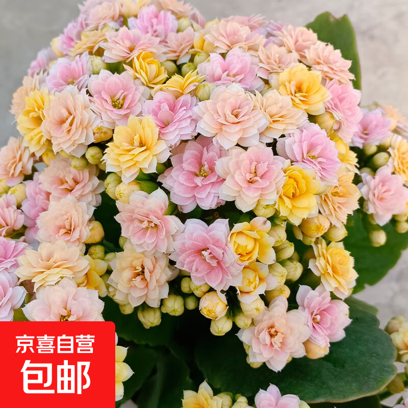 长寿花盆栽重瓣金狐狸大花带花苞花苗四季室内开花好养的花卉植物 （A级精品）柠檬水果糖【带花苞 原盆发货】 带盆栽好