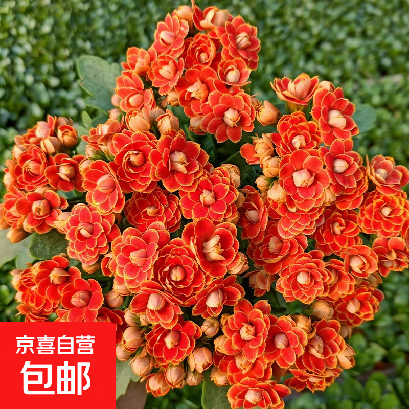 长寿花盆栽重瓣金狐狸大花带花苞花苗四季室内开花好养的花卉植物 （A级精品）金狐狸【带花苞 原盆发货】 带盆栽好