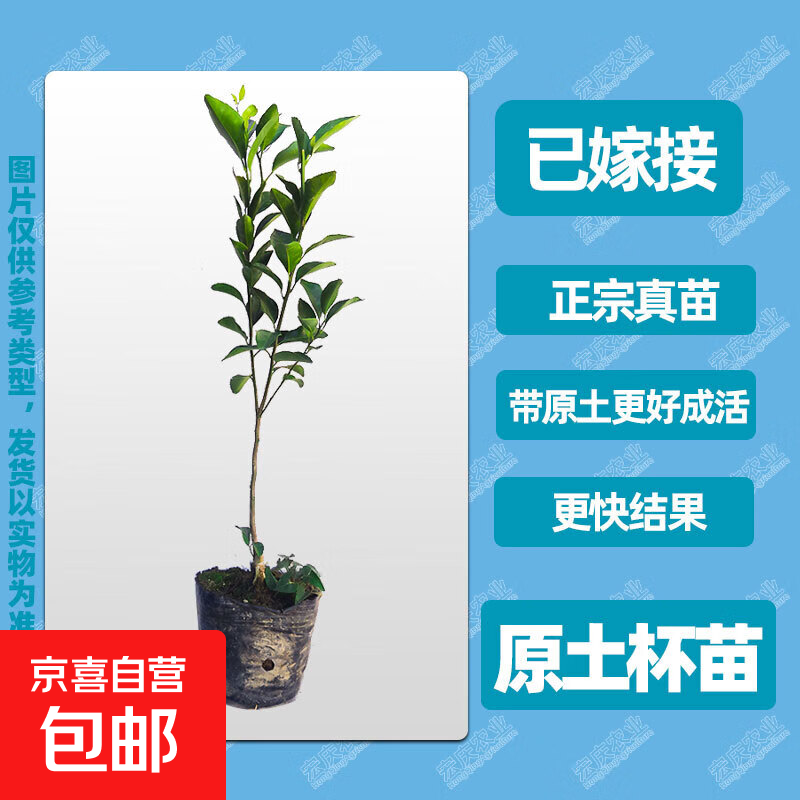 �Ļ�ɰ�������������Ҷ�㶫ԭ������������ɳ�ǽ���޽Ӹ̽��� ����10�ã��Ļ�ɳ�ǽۣ� 80cm(��)-89cm(��) 409.86Ԫ