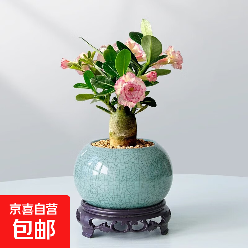 沙漠玫瑰多肉植物室内绿植盆景多季花卉老桩小好养活盆栽办公桌面 沙漠玫瑰+蓝釉冰裂纹盆+古风底座