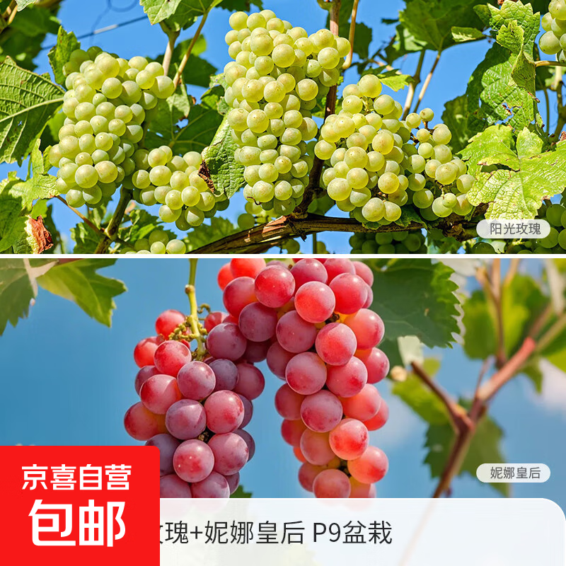 葡萄苗盆栽果树果苗南北方种植红宝石美洲圆叶阳台寒香蜜巨峰 【买就送果树肥】阳光玫瑰 妮娜皇后 P9盆栽 15cm(含)-30cm(不含)