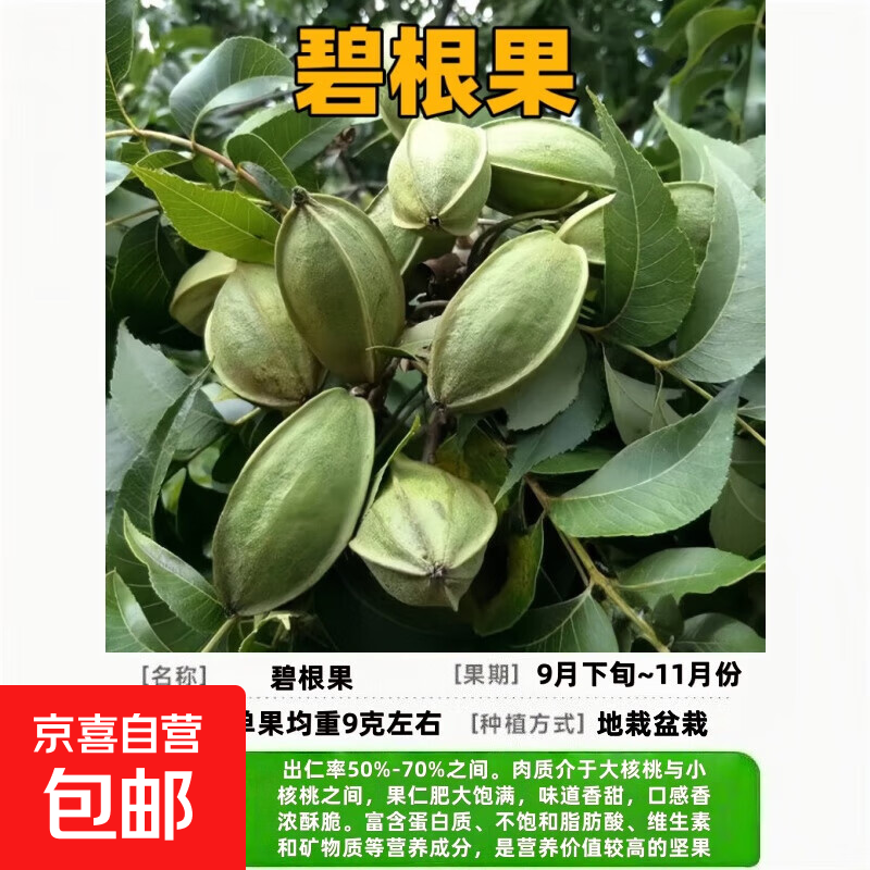 碧根果_5年苗_当年开花结果 81cm