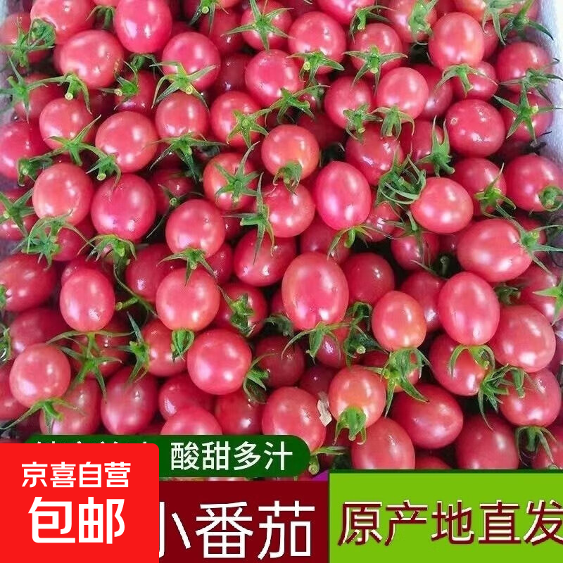 山东正宗千禧圣女果小番茄现摘现发新鲜直达 3斤