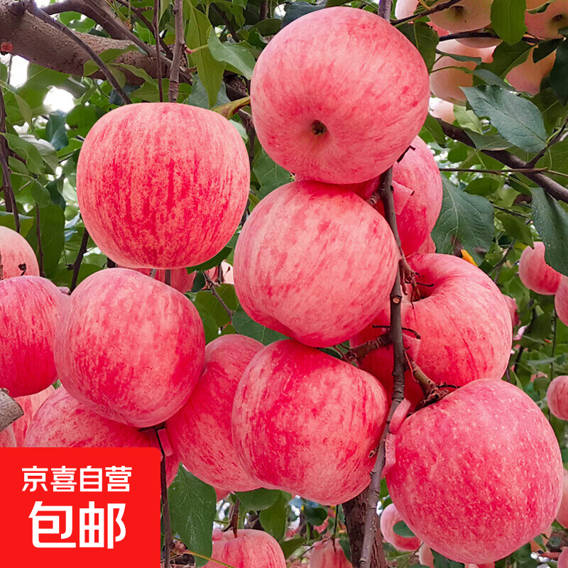 红富士脆甜苹果树苗嫁接苹果苗南北方种植庭院阳台盆栽地栽果树苗 2年苗粗1厘米(嫁接苗)