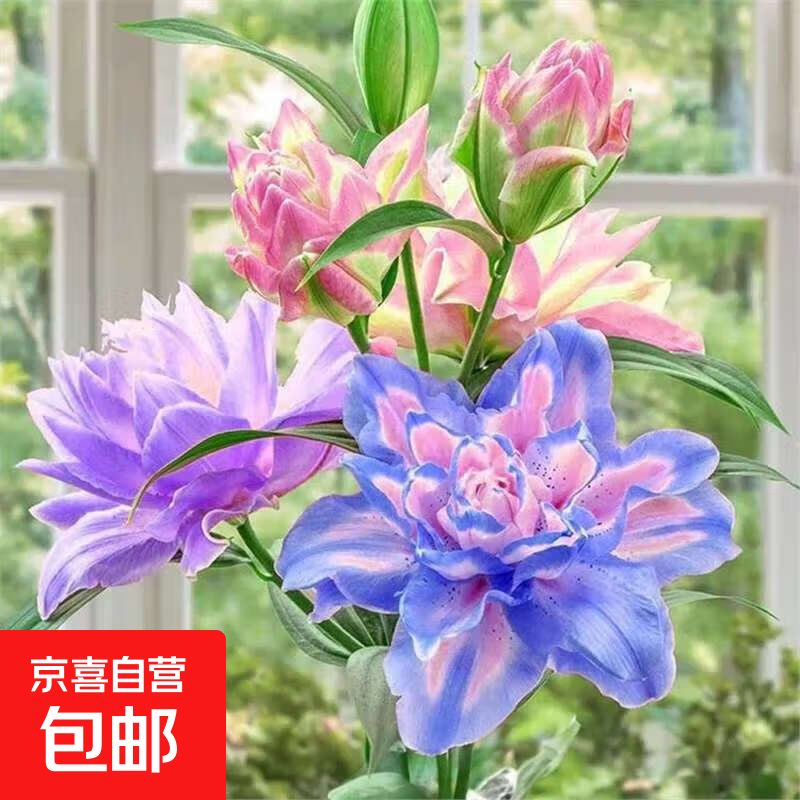 进口重瓣香水百合花种球四季开花室内外盆栽鲜花浓香型香味 多色重瓣百合 3个种球送肥料大花重瓣香水百合