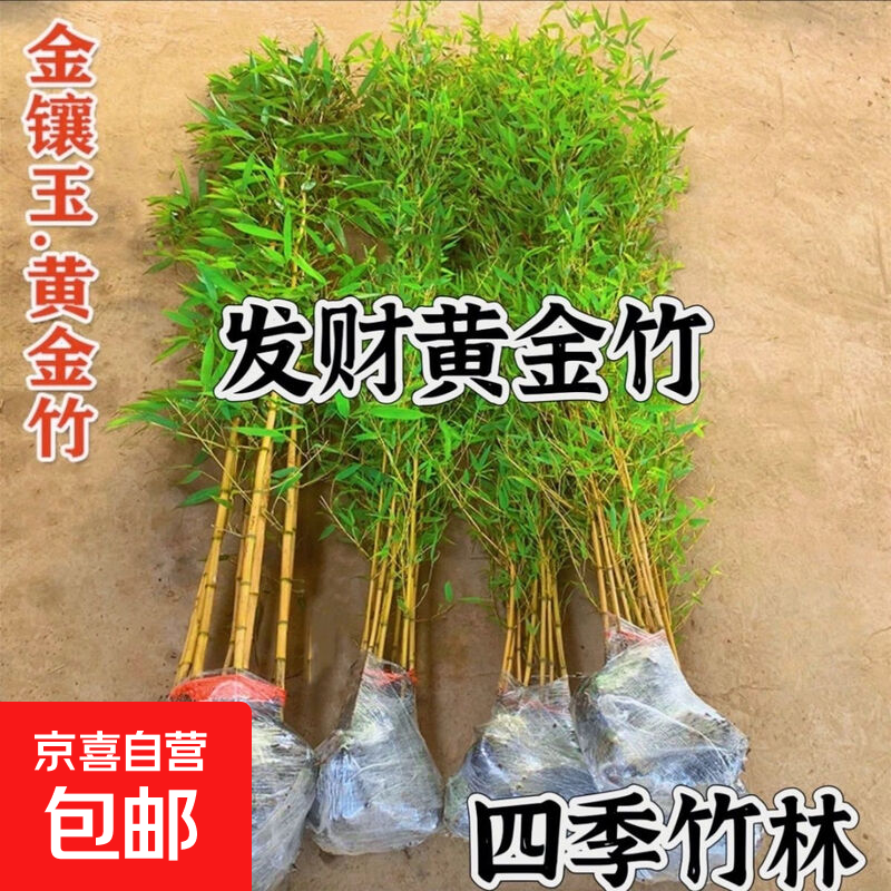 ������ͥԺ������������Իƽ�������������ë����������������� �ƽ��񡾴������ 1.5���״�1�š�1.7�׸ߡ�