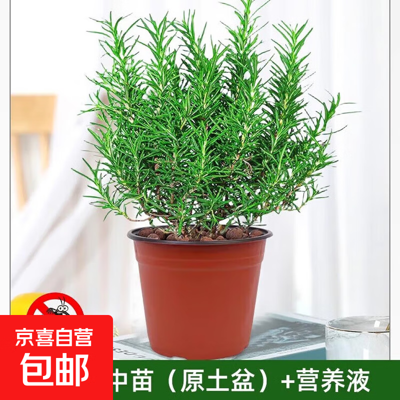 迷迭香苗盆栽可食用驱蚊植物香草薄荷苗水培花卉绿植物室内煎牛排 【精品】 迷迭香中苗（原土盆）