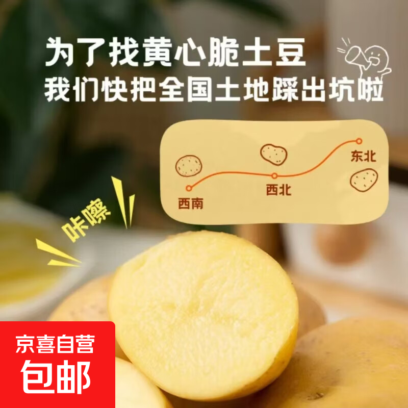 新鲜现挖黄心小土豆当季蔬菜超市洋芋马铃薯直播间真便宜京东 新鲜小土豆300g 含箱