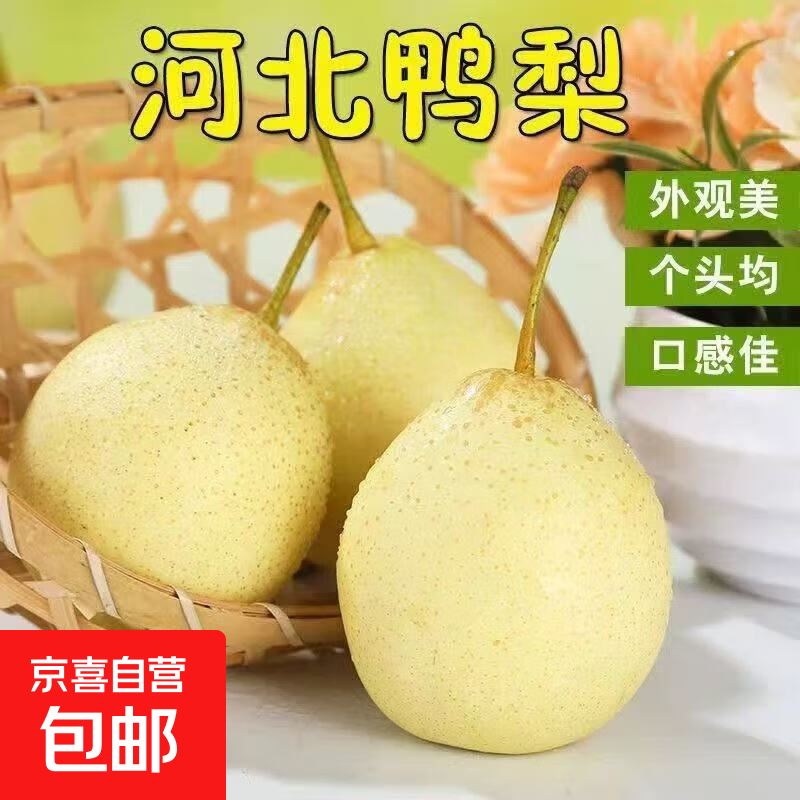 河北水晶鸭梨新鲜水果产地直发远达新14 鸭梨带箱4斤