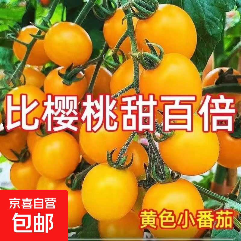 广西夏日阳光黄色圣女果水果番茄 1斤