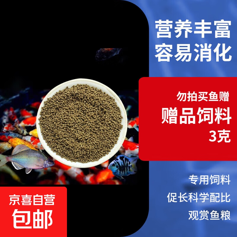 红狮金鱼国师鱼冷水鱼金鱼活鱼淡水锦鲤活体好养耐活不加温观赏鱼 鱼粮饲料3g