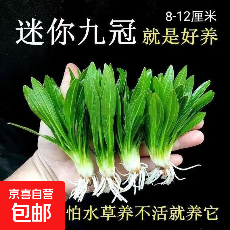 迷你小九冠水草大叶九冠鱼缸新手易养后景草阴性成品绿植水景 迷你九冠4棵