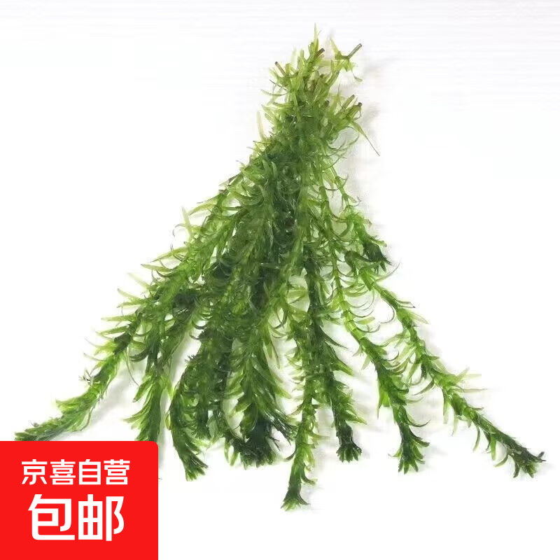 ����ˮ��ֲ�����������ˮ���쾰ˮ�����Ծ���ˮ����̬ ����6�� 1.7Ԫ