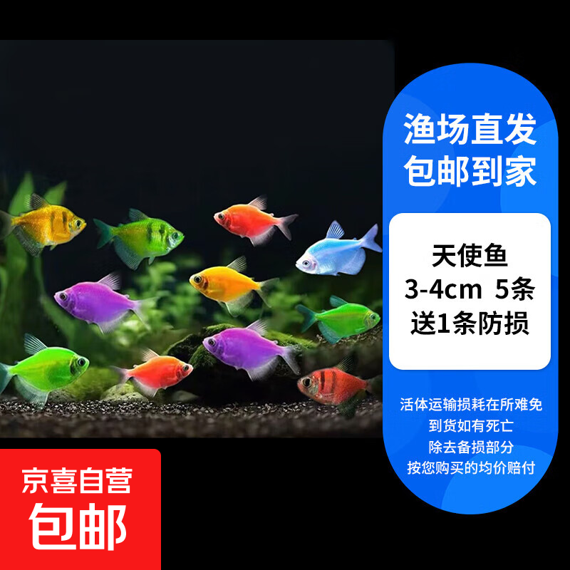 天使鱼观赏鱼活鱼大号群游活体斑马孔雀热带鱼小型鱼淡水好养耐活 天使鱼3-4cm5条/送1条防损