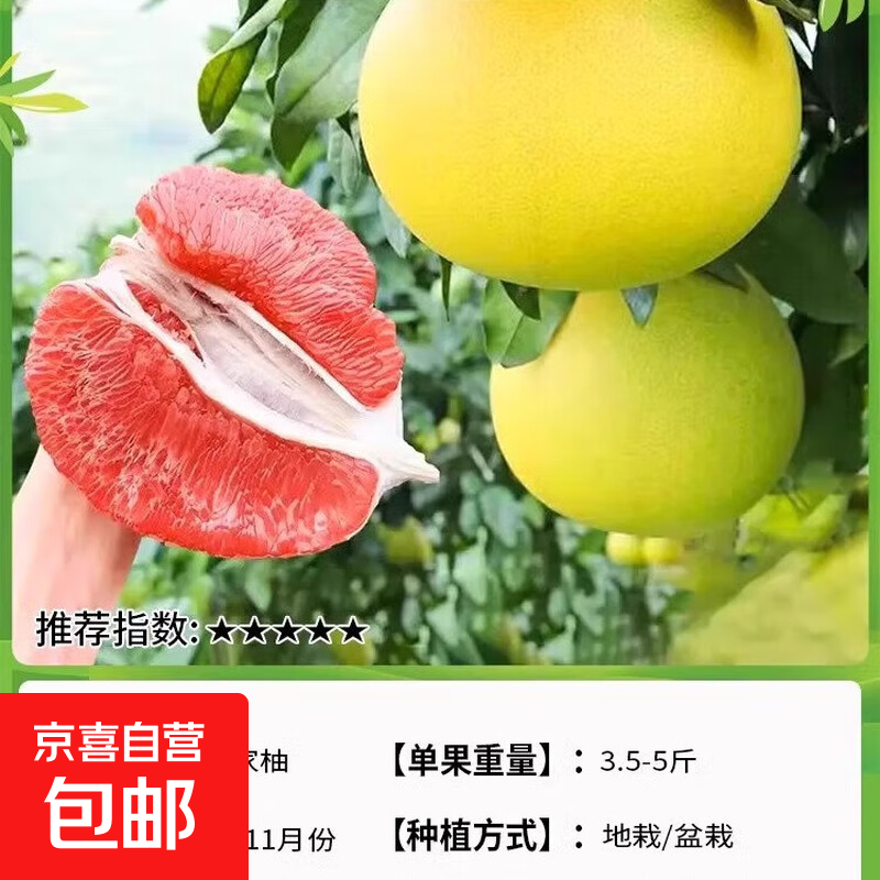 泰国暹罗红柚三红柚树苗红皮香柚子红心纯甜南北方果树苗当年结果 马