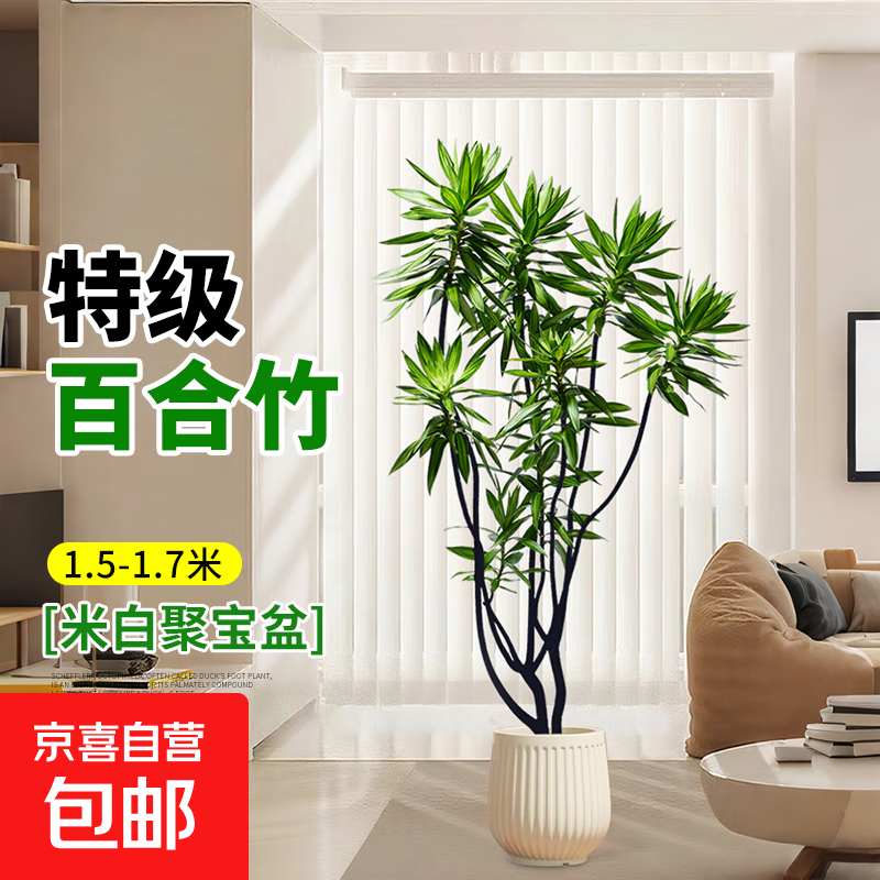 �ٺ��������ֲ���ĸ߼�������ֲ������׮�����������ݴ���ֲ�� �ؼ��ٺ���1.5-1.7m[�۱���]���ڲ� 439Ԫ