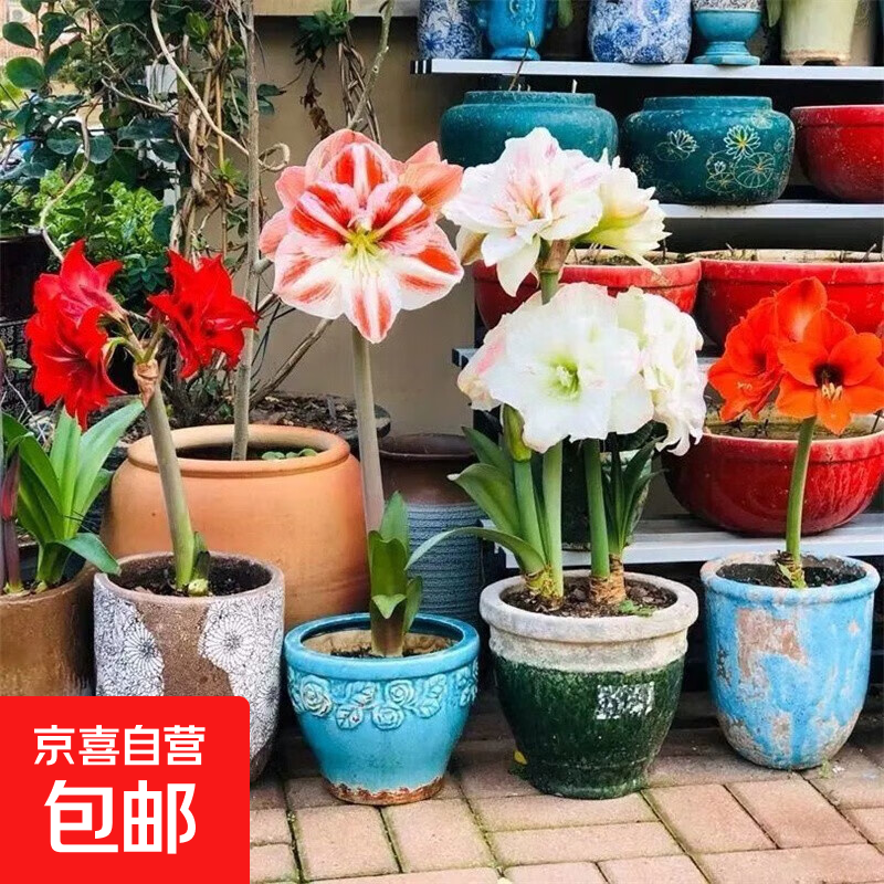 重瓣朱顶红种球根 当年开花多色朱顶红 荷兰进口盆栽观花植物花卉 1个球（不含盆土）直径5厘米