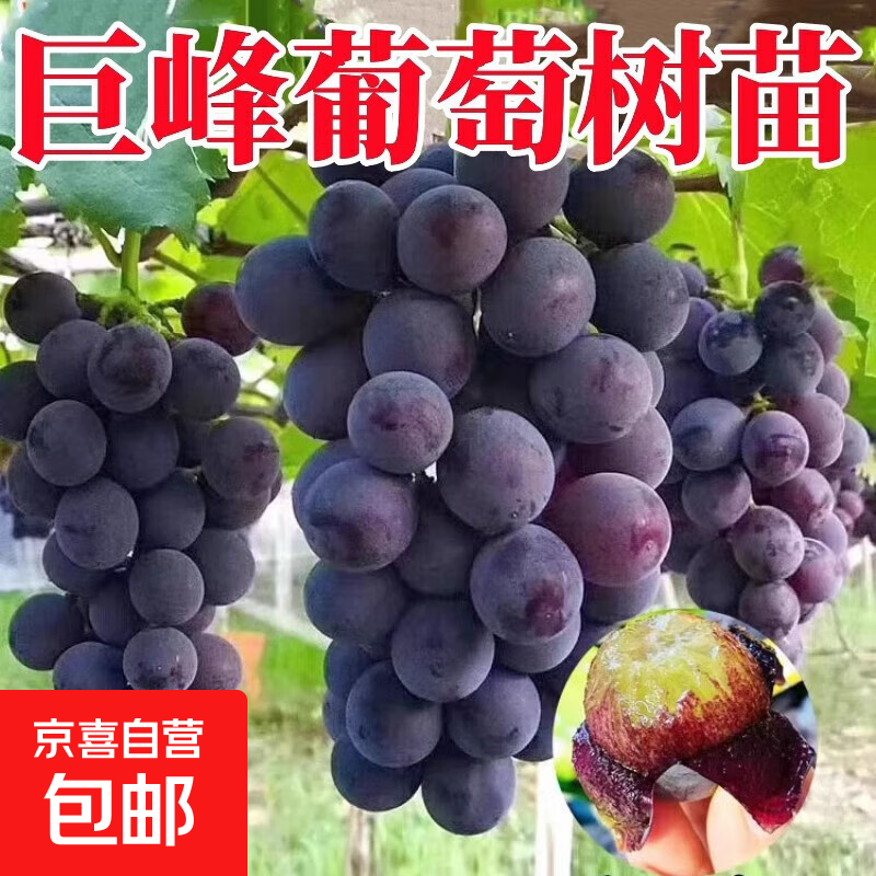 �������m����ʯ���پ޷���������̨����ͥԺ�ϱ�����ֲ�������� �޷� 4���硾��������