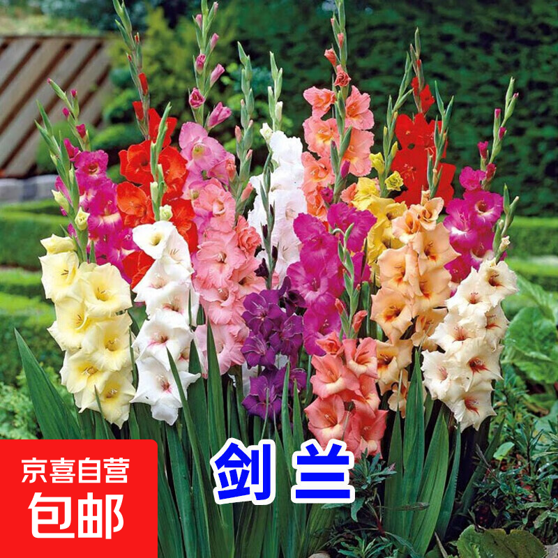 ʮ̫ļͥԺֲ ɫ 3ֱ3ף