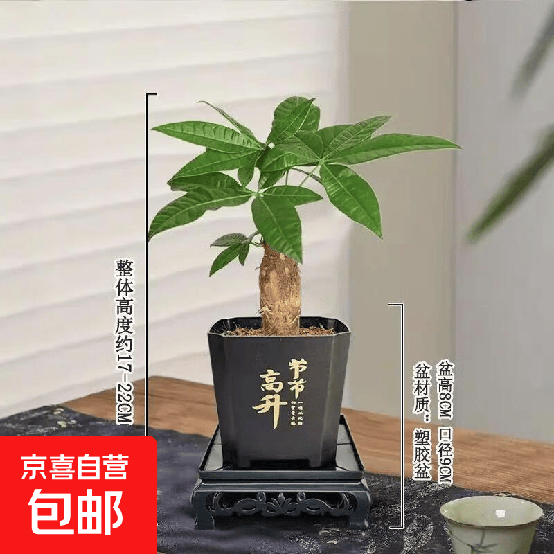 【带盆高度约15-25cm】发财树盆栽室内植物客厅办公室吸甲醛好养 单杆发财树+塑料节节高升盆+小方底座 花盆直径约8cm