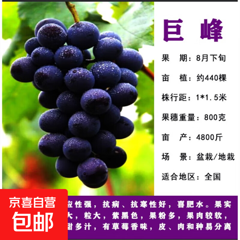 ���������Ե�������С�� ������������ͥԺ���������Ϸ�������ֲ �޷�2��������óɻ� 40cm(��)-50cm(����)