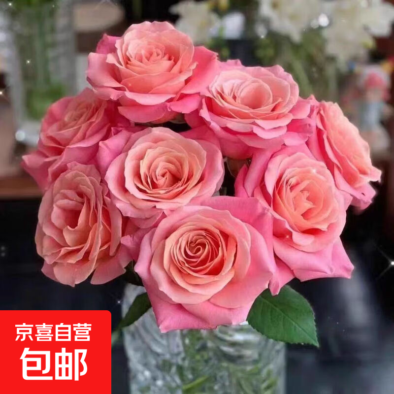 猪小姐玫瑰鲜花粉色玫瑰花朱小姐带香味的玫瑰稀有高端玫瑰鲜切花 猪小姐10枝
