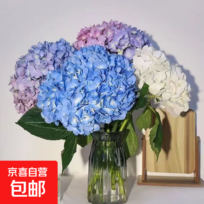 绣球花鲜花送女友礼物真花水培基地直发办公室客厅插花 随机绣球5支