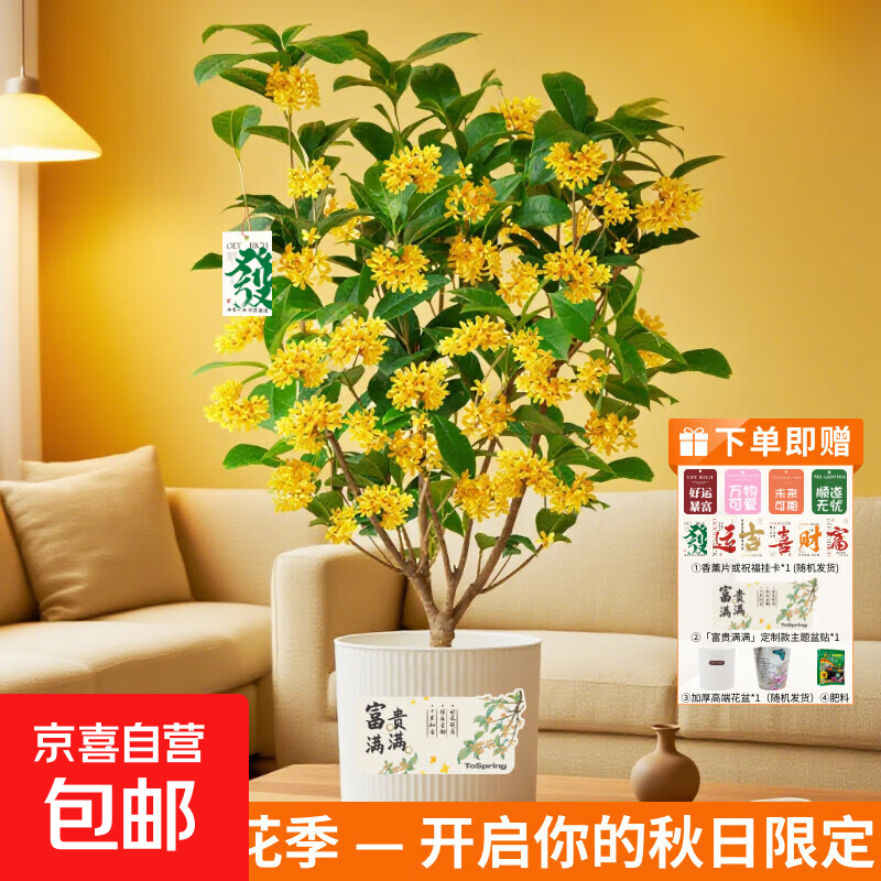 桂花盆栽土培绿植盆栽中秋桂花盆栽家庭观赏绿植基地直发7 桂花盆栽（赠花盆+挂卡+盆贴）