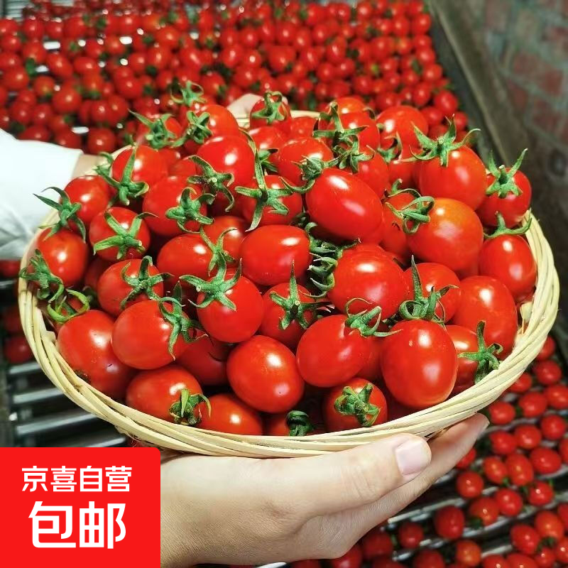 现摘圣女果新鲜小番茄 自然成熟水果小番茄酸爽美味 带箱5斤