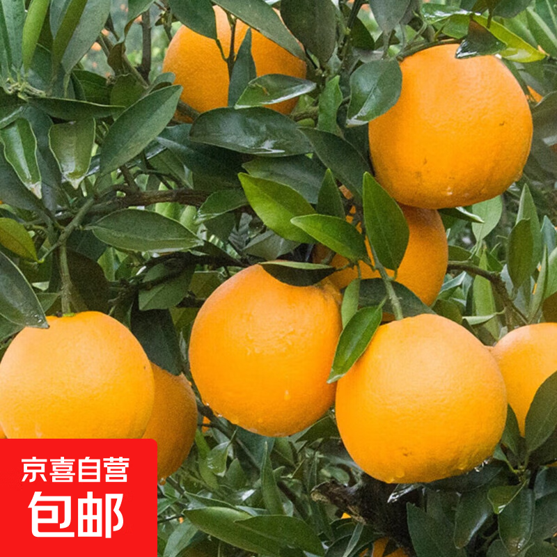 正宗荆州脐橙当季产地直发橙子新鲜多汁整箱60-65mm 带箱1斤60-65mm