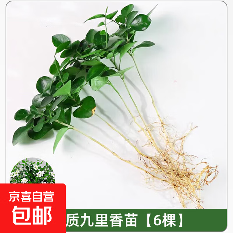 九里香盆栽茉莉花绿植室内驱蚊四季开花带花苞七里香水培盆景植物 【特价】高约16cm九里香苗6株 九里香