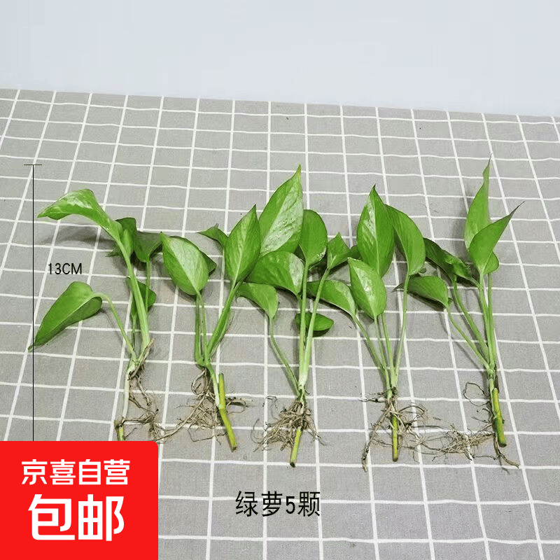 特价绿萝盆栽室内客厅办公室吸甲醛净化空气水培植物绿植花卉好养 绿萝裸根苗【5株】 整体含盆高度20-25cm