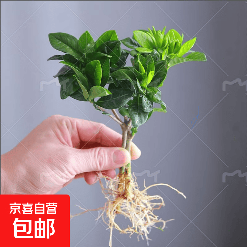 小盆栀子花盆栽四季开花不带花苞室内绿萝水培花卉绿植物好养易活 低配款：15-20cm【2株】当年少量开花 浓香型栀子花【带花苞】10天开花