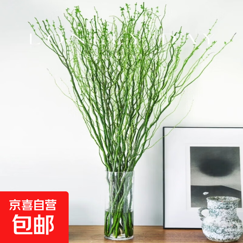 室内水培绿植龙柳鲜枝盆栽花卉观叶好养活客厅四季可养 精选龙柳60厘米高6支 不含盆