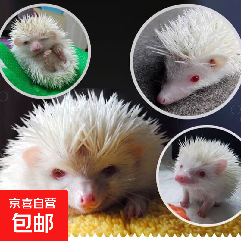 宠活体小宠物非洲迷你刺猬活物送笼子刺猬宠物包活到家 白色刺猬1只母