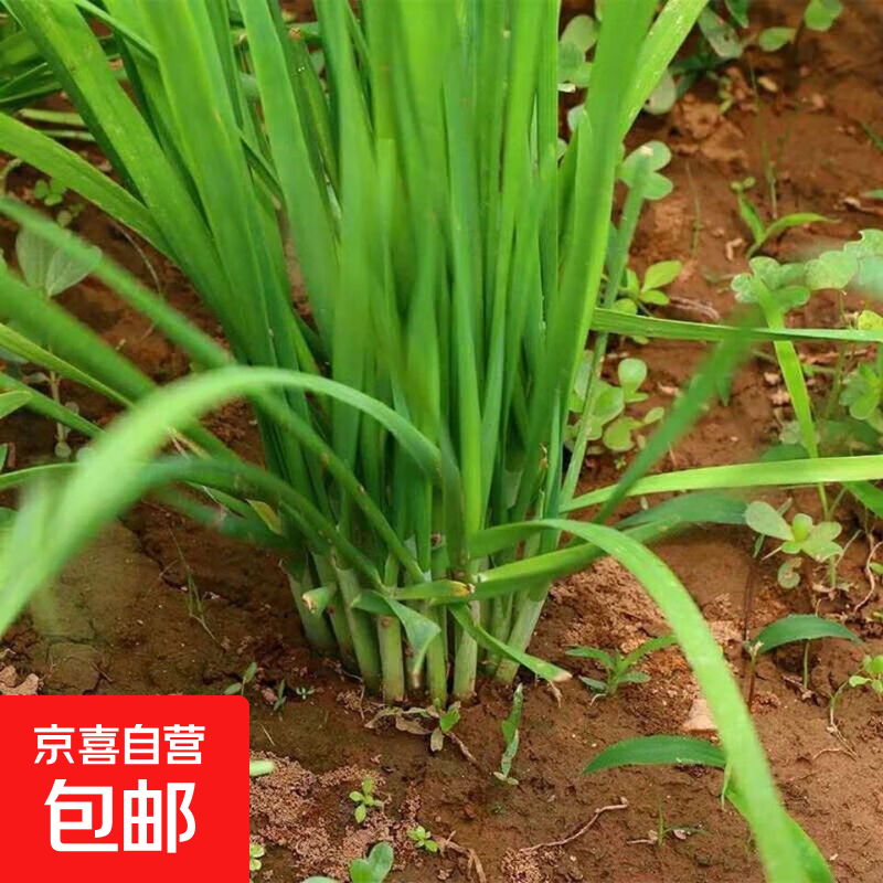新韭菜根香韭菜根小叶韭菜根大叶韭菜根四季可栽好养活的庭院绿植 宽叶韭菜根100棵送肥