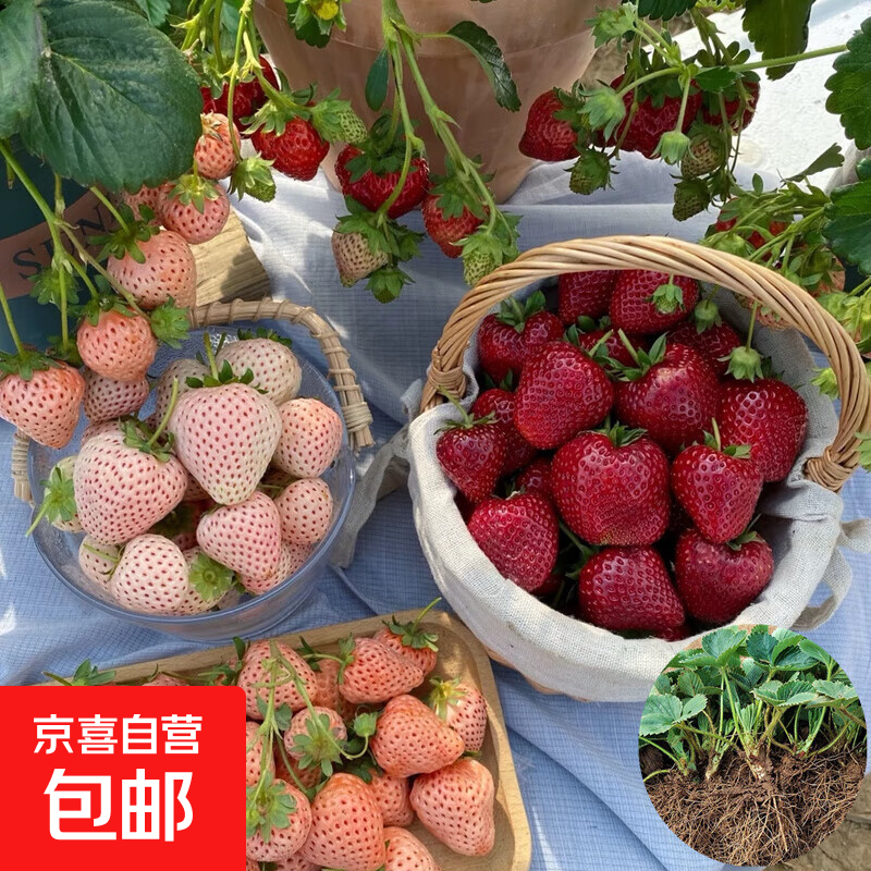 四季奶油草莓苗红颜草莓秧苗阳台庭院盆栽地栽种植 混搭品种【5颗】送肥料