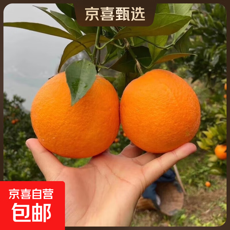 秭归脐橙当季产地直发橙子新鲜多汁整箱60-65mm 带箱2斤60-65mm