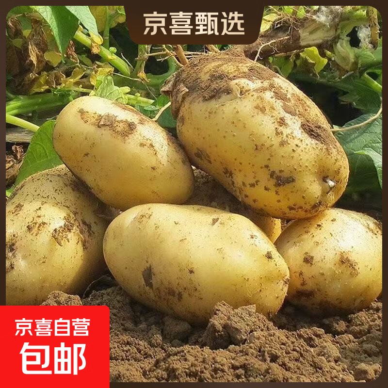山东新鲜黄心土豆农家自种黄皮马铃薯黄心洋芋新鲜蔬菜 山东黄心大豆大果2斤 含箱