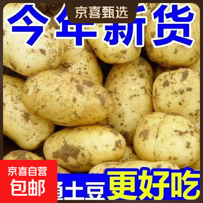 新鲜土豆现挖现发山东正宗黄心黄肉当季蔬菜马铃薯洋芋薯条3两起 山东土豆带箱2斤 中大果