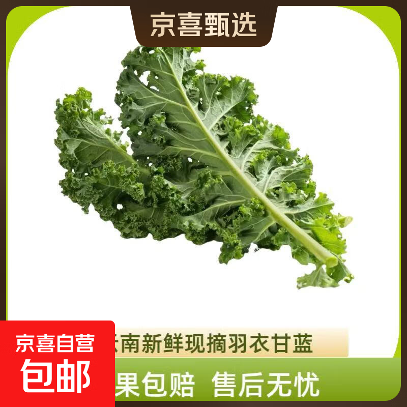 新鲜羽衣甘蓝生鲜蔬菜嫩叶甘兰芥蓝西餐沙拉榨汁减肥减脂直播间 羽衣甘蓝减脂尝鲜装1斤