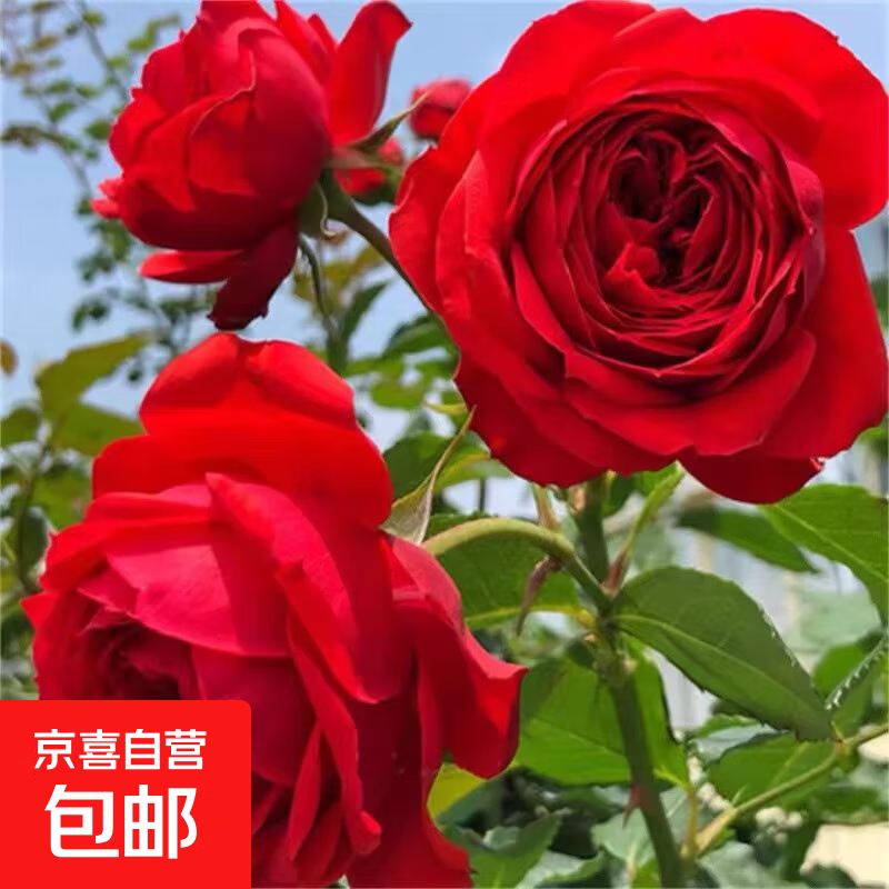 果汁阳台月季花苗四季开花卉盆栽绿植物室内花易活玫瑰带花苞庭院 红苹果【大花浓香，月月开分枝多】 【带花苞】【盆口径15cm】原盆冠25高35