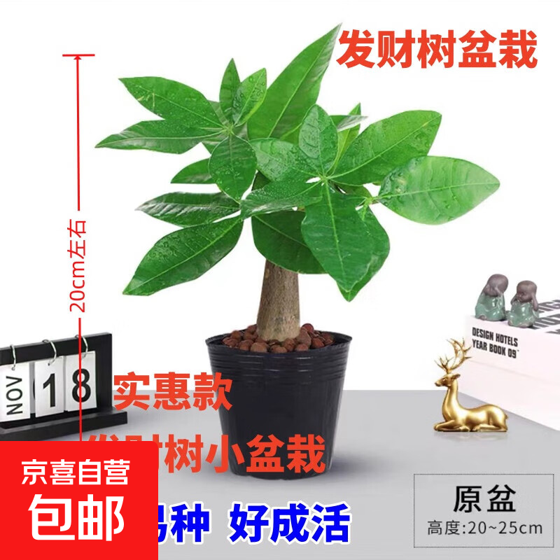 ⭐【包活】发财树盆栽鲜花绿植物办公室内吸甲醛绿萝文竹水培易养 【粗2-3cm】单杆发财树【原盆】