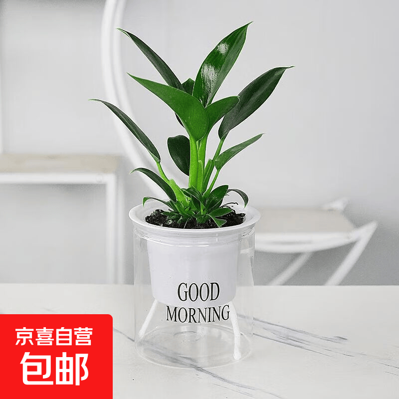 水培植物绿植盆栽室内客厅办公室桌面小盆景花卉绿萝发财树好养活 【绿公主】+简欧透明吸水盆