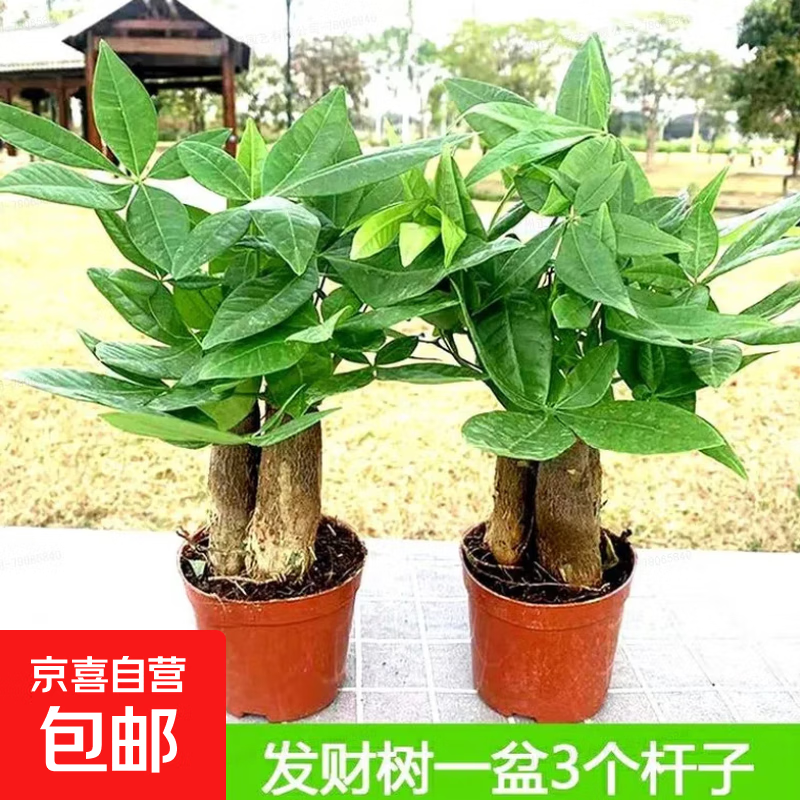发财树盆栽大植物室内办公室桌面客厅小盆景招财树苗绿植花卉盆栽 造型款小号三杆 4-6cm【原盆】 【送肥料】