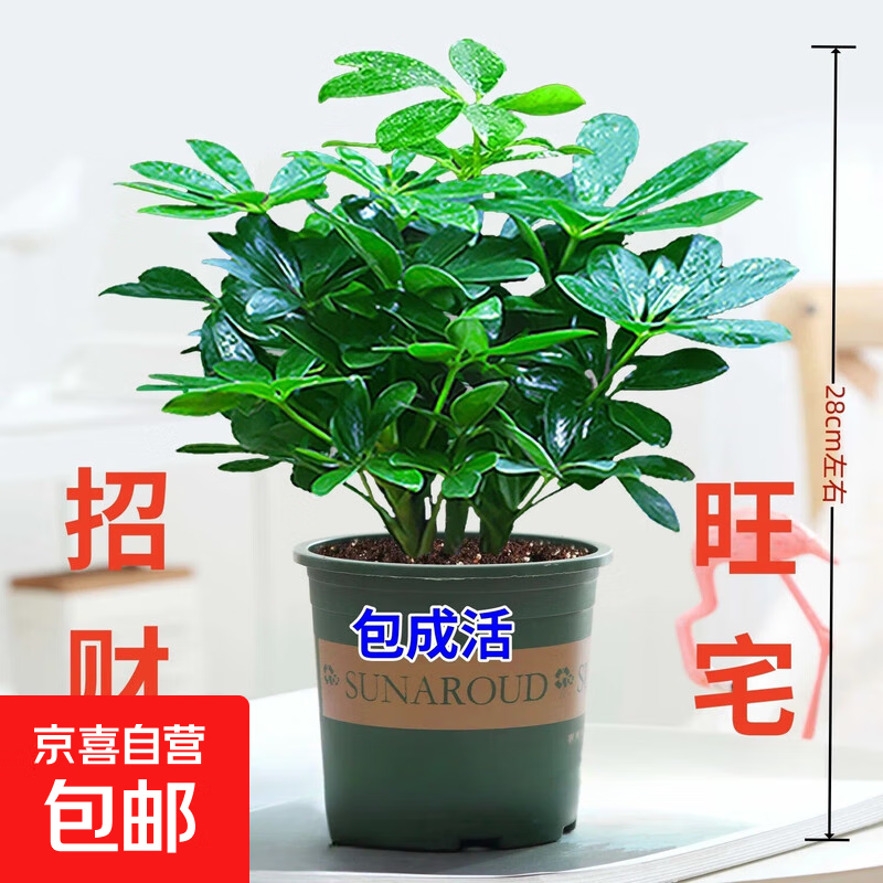 【八方来财】发财树鸭脚木盆栽四季常青桌面防辐射花卉盆景 八方来财20厘米4颗【加仑盆】 送肥料